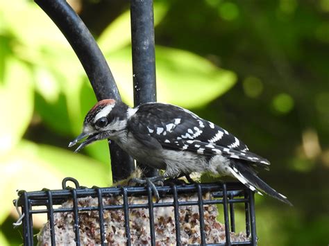 Juvenile Male Downy Woodpecker 1 Birdforum