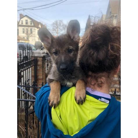 What is interesting is that the german shepherds we refer to as sable, are most likely not sable, but actually agouti german shepherds. Black and sable German Shepherd puppies in New York City, New York - Puppies for Sale Near Me