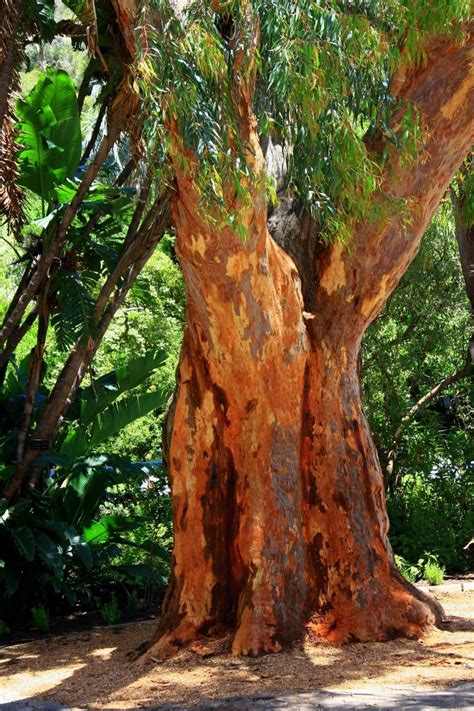 Austwood Australia Red Gum Australian Native Plants Landscape