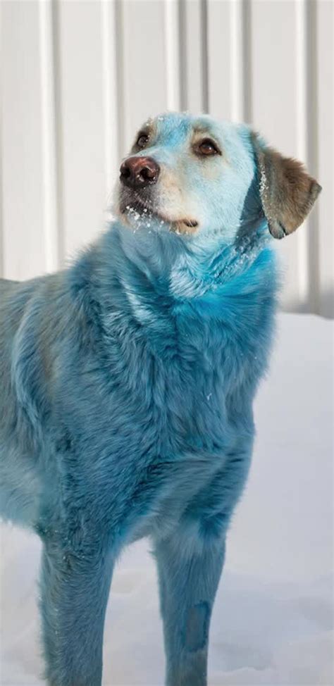 Rodrigue Blue Dog Outlet Website Save 66 Jlcatjgobmx