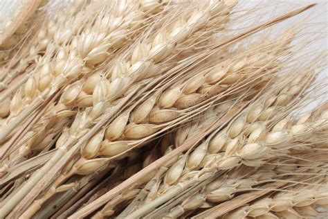 A Wheat Ears Isolated Dry Barley Rice Isolated On White Background