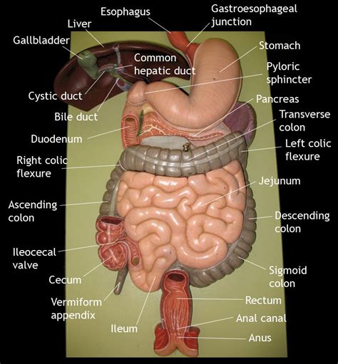 Organs Of The Gastrointestinal Tract Esophagus Stomach Duodenum My