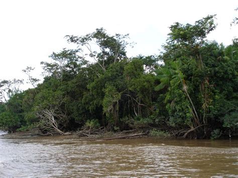10 interesting amazon river facts my interesting facts