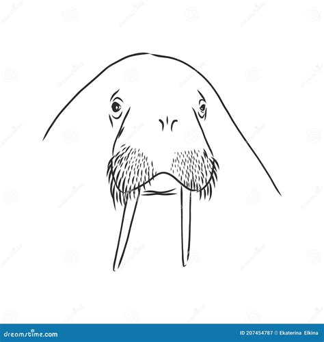 Sketch Of A Walrus Hand Drawn Illustration Converted To Vector Walrus