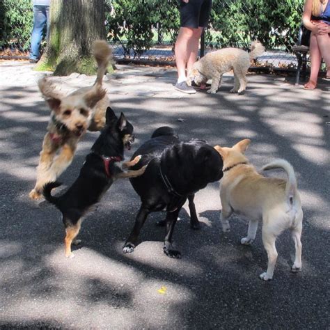 The 5 Best Dog Parks In New York City Gopetfriendly