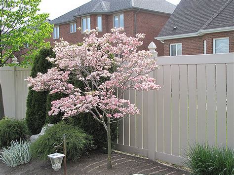Pin By Stephen Wolf On Front Landscaping Dogwood Tree Landscaping