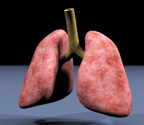 Lungs 3d Models Download Free3d