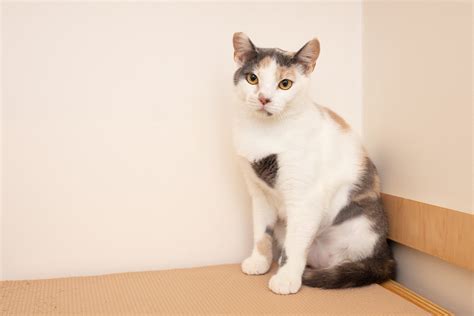 Calico Cat Facts To Know Calico Cat Facts To Know