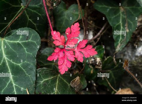 Herb Robert Leaves Hi Res Stock Photography And Images Alamy