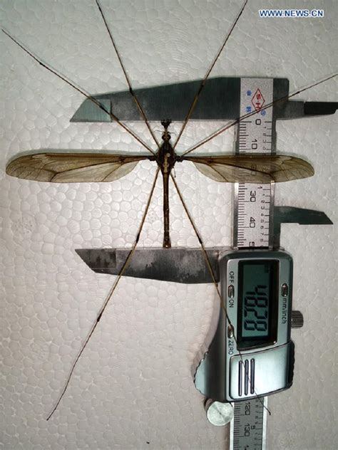 Worlds Largest Mosquito Was Found In China And Omfg