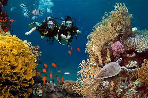 Scuba Diving Maui Hawaii The Complete Guide To Your Next Adventure