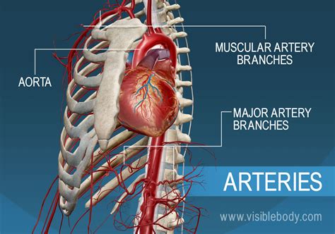 Major Blood Vessels Arteries Of The Body