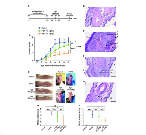 Therapeutic Efficacy Of Fgl1 Protein In A Collagen Induced Arthritis