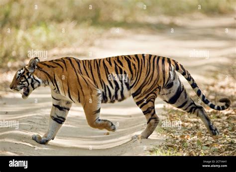 Bengal Tiger Panthera Tigris Tigris Walking In A Forest Bandhavgarh
