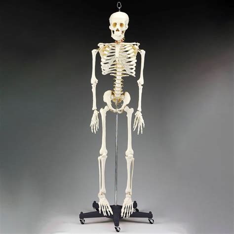 Budget Bart Skeleton on Roller Stand Anatomical Chart Company CH95
