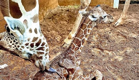 Adorable Baby Giraffe Takes First Steps At Cny Animal Park