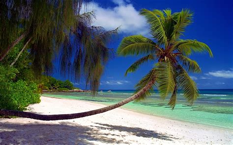 Landscape Beach Nature Palm Trees Sea Island Seychelles Sand Tropical Summer Rock Water