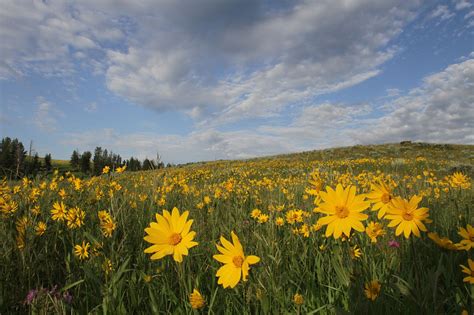 Helianthella Flowers Yellowstone National Park National Parks Landscape