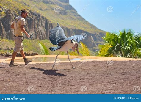 Gran Canaria Spain March 10 2017 Marabou Stork Bird In Birds Of