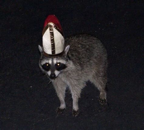 Pin By Jasper 🐌 On Rocky Raccoons Animal Memes Cute Animals Cursed