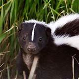 Skunk Removal Company Pictures