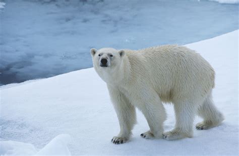Are Polar Bears Endangered The Truth Will Leave You In Shock