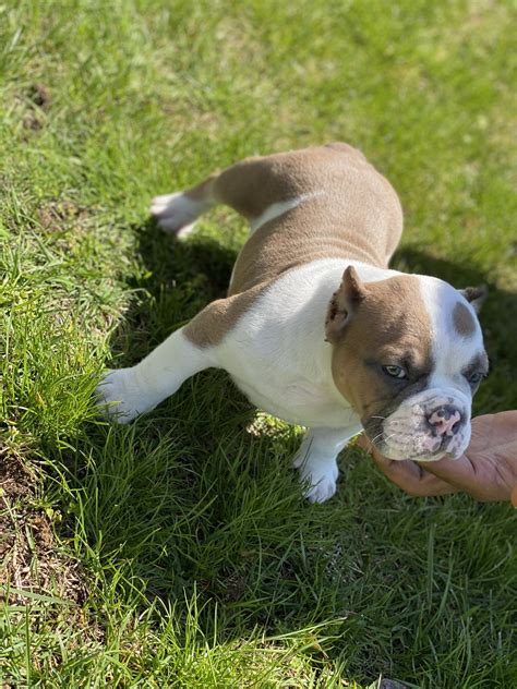 Brushing twice a week with a firm bristle brush will be suffice. American Bully Puppies For Sale | Williamstown, Winslow ...