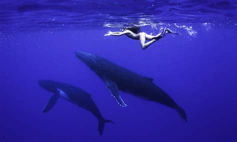 Humpback Whale Swim On Moorea