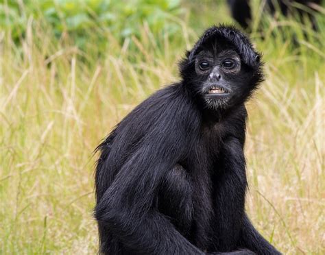 Black Spider Monkey Facts Habitat Diet Life Cycle Baby Pictures