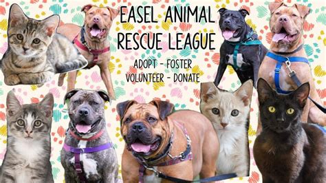 Easel Animal Rescue League Cat Adoption Petsmart Petsmart Princeton