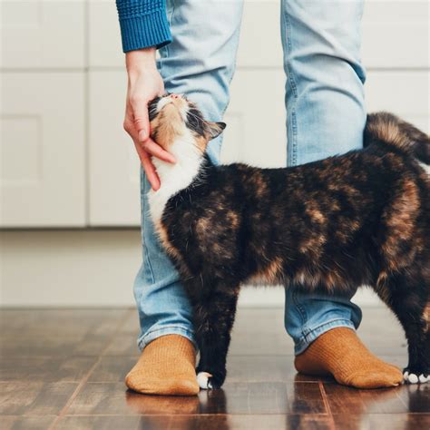 How To Choose The Best Cat Sitter For Your Cat While You Are Away