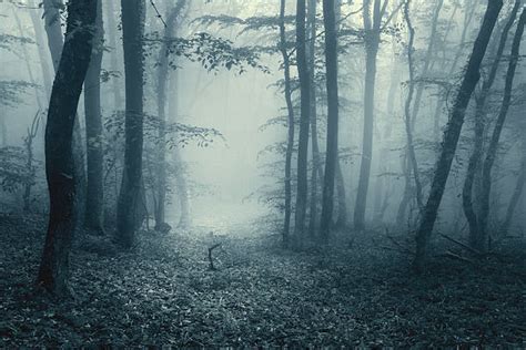 Scary Forest Stock Photos Pictures And Royalty Free Images Istock