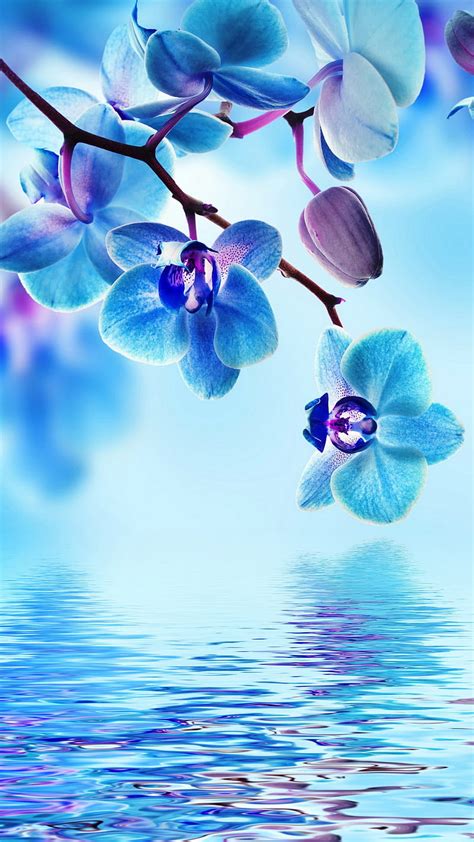 Blue Orchid Flowers Reflection Water Hd Phone Wallpaper Peakpx