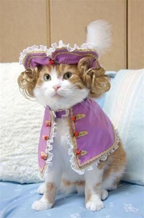 1 Victorian Cat Pet Halloween Costumes Halloween Animals Pet Costumes
