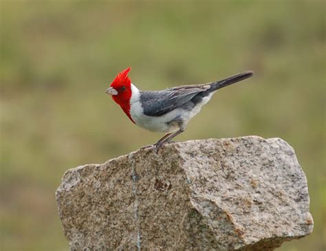 Pajarosdelpais Cardenal Copete Rojo