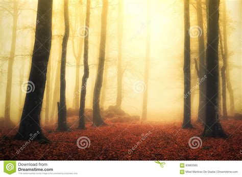 Magical Foggy Forest With Sun Rays Stock Image Image Of Foggy Rays