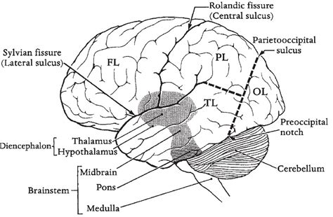 The forebrain consists of the cerebrum, thalamus, and hypothalamus (part of brain stem: Anatomy Made Easy: Structure of human brain and function