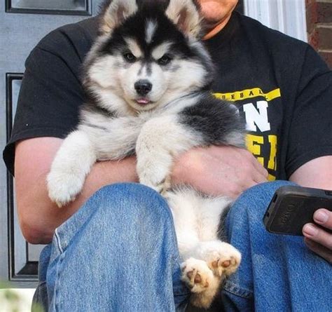Puppyfinder.com is your source for finding an ideal siberian husky puppy for sale in usa. Siberian Husky Puppy for Sale - Adoption, Rescue for Sale ...