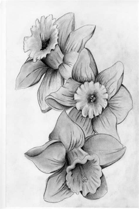 50 Easy Flower Pencil Drawings For Inspiration | Daffodil tattoo, Birth