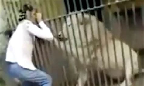 Horrifying Moment A Zookeeper Is Attacked By A Lion In Front Of