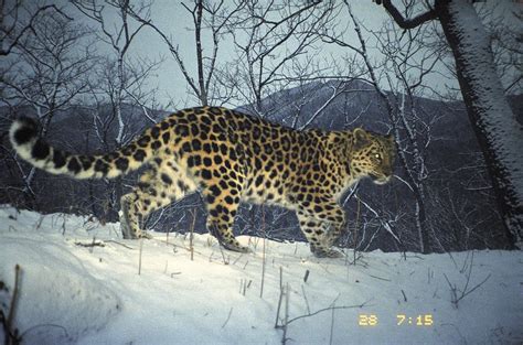 Gallery Rare And Beautiful Amur Leopards Live Science