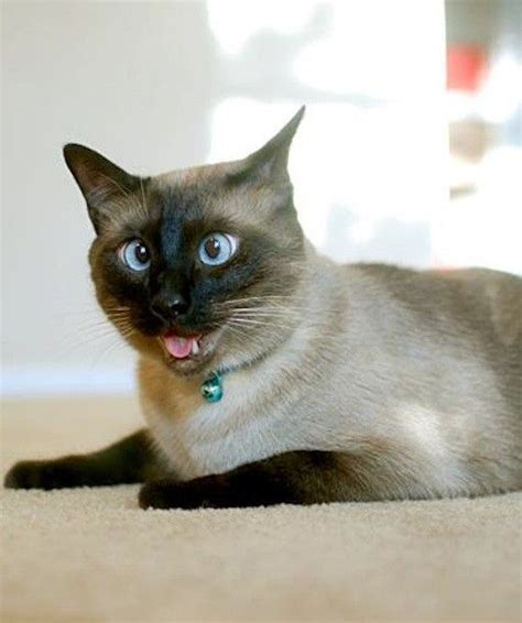 21 Amazing Animal Derp Faces Pawnation Funny Cat Pictures