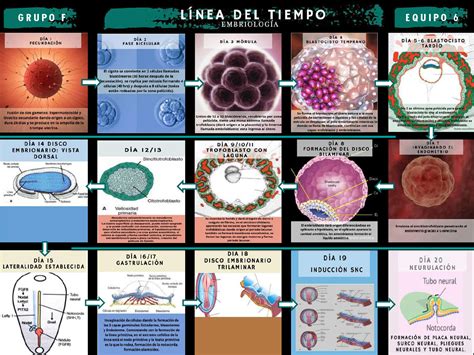 Linea Del Tiempo Embriologia Esquemas Y Mapas Conceptuales De