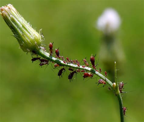 Red Aphids Project Noah