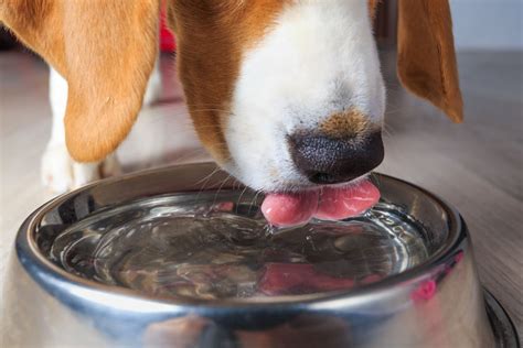 How Much Water Should A Dog Drink In A Day Ultimate Pet Nutrition