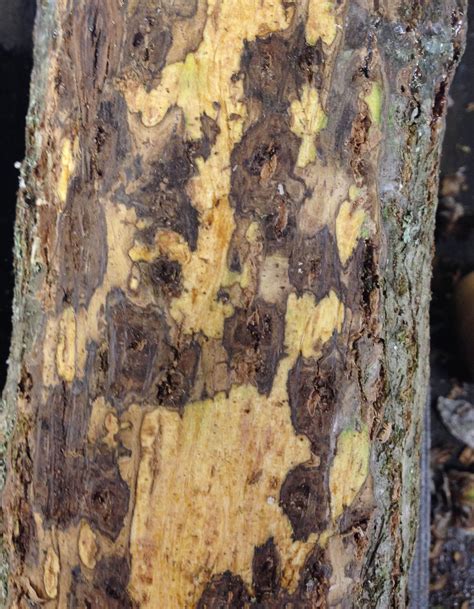 Indiana Woodland Steward Thousand Cankers Disease And Black Walnut In