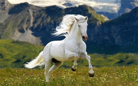 Hình ảnh Con Ngựa đẹp Oai Phong Mạnh Mẽ Nhất
