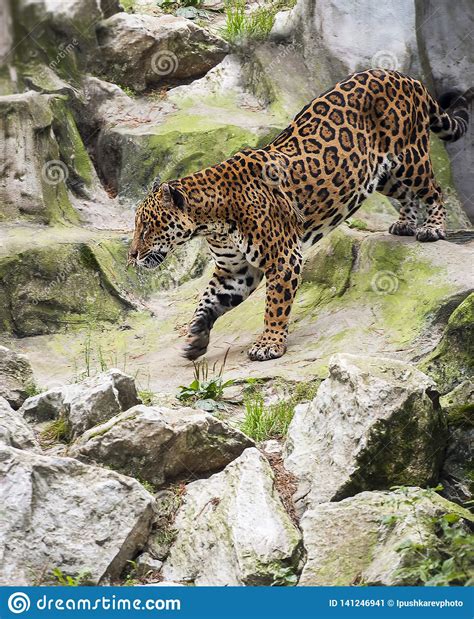 Jaguar Panthera Onca Wild Cat Species Genus Panthera