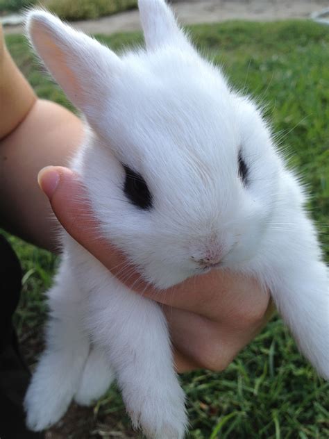 How Cute Is This Wild Baby Bunny From A Burrow In My Back Yard I Love His Black Eyeliner