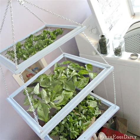 Fresh Eggs Daily Diy Tiered Herb Drying Rack Using Repurposed Picture